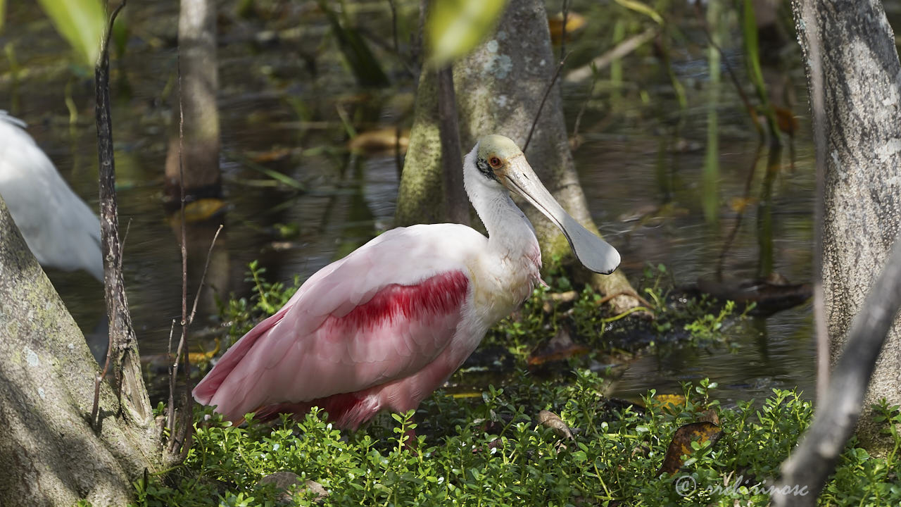 Roseate spoonbill