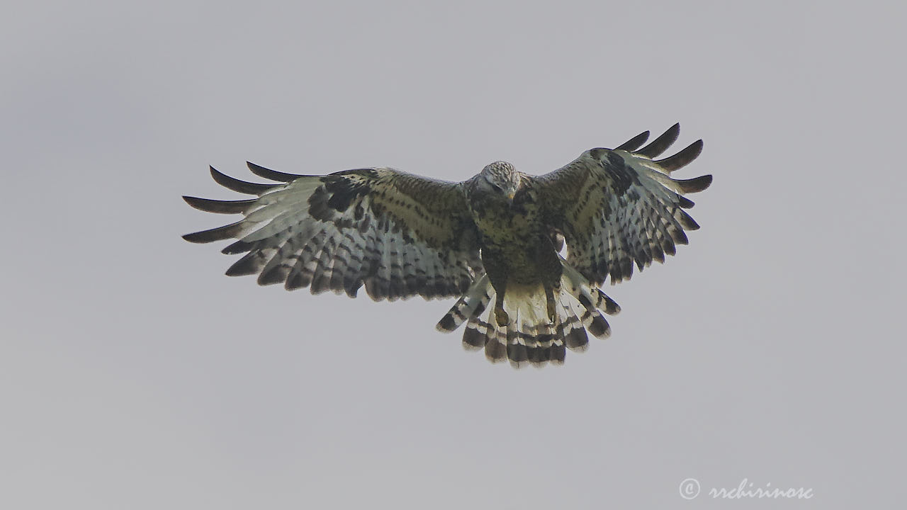 Rough-legged buzzard