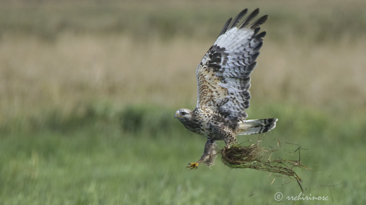 Rough-legged buzzard