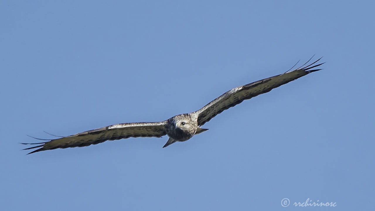 Rough-legged buzzard