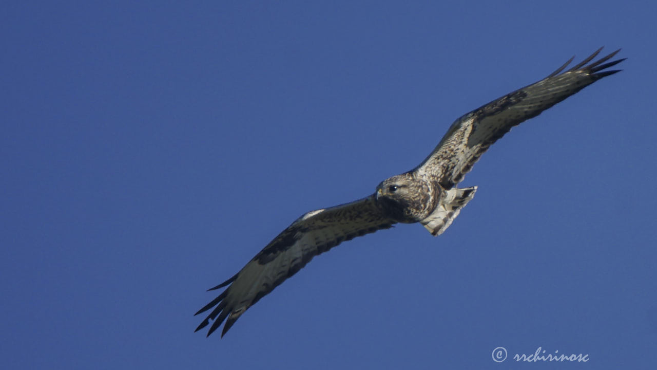 Rough-legged buzzard