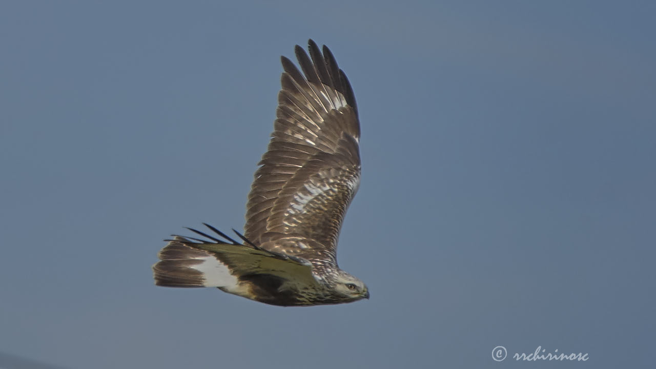 Rough-legged buzzard