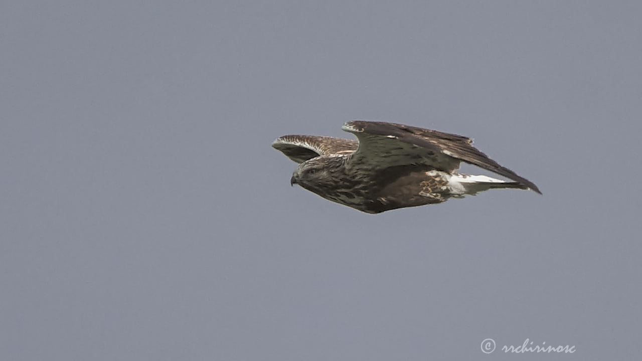 Rough-legged buzzard