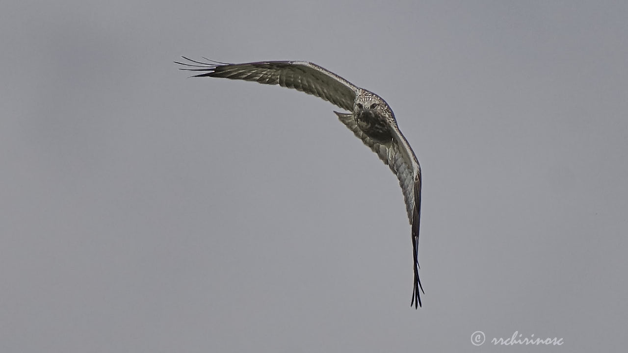 Rough-legged buzzard