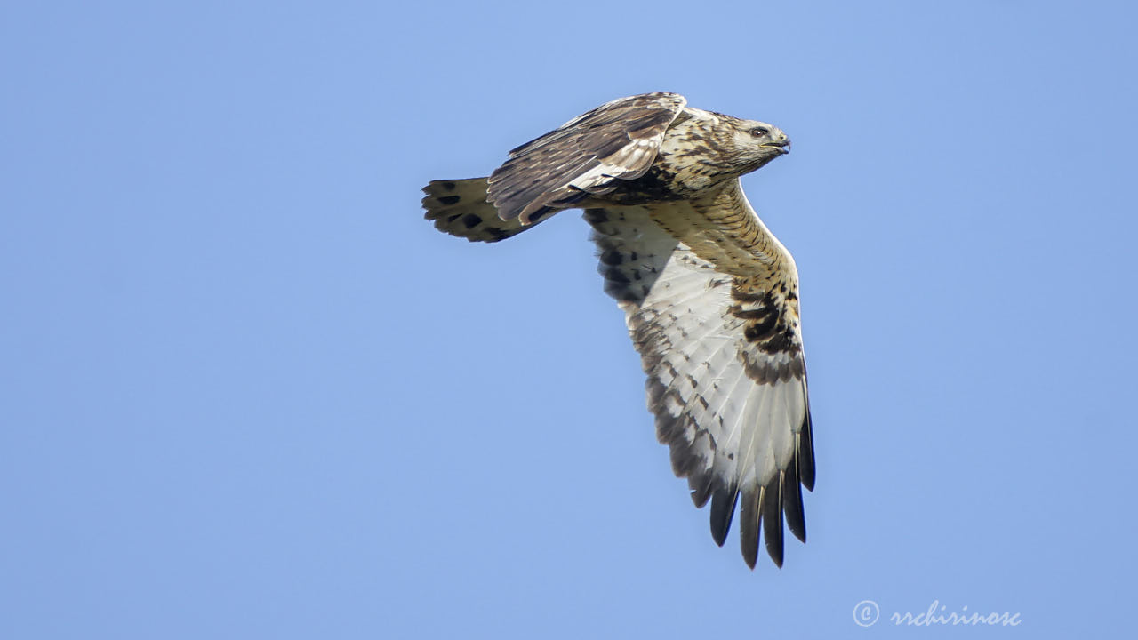 Rough-legged buzzard