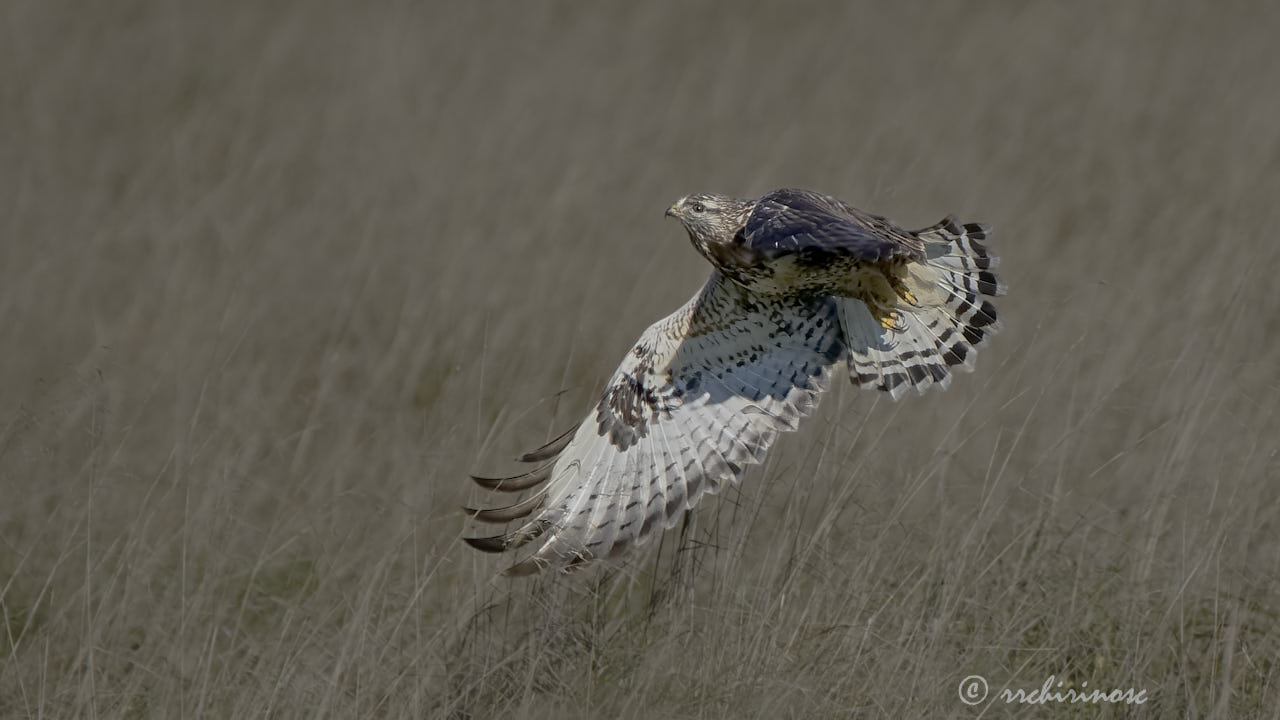 Rough-legged buzzard