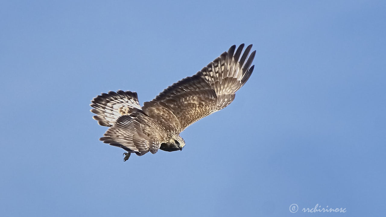 Rough-legged buzzard