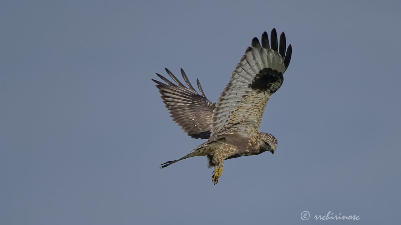 Rough-legged buzzard