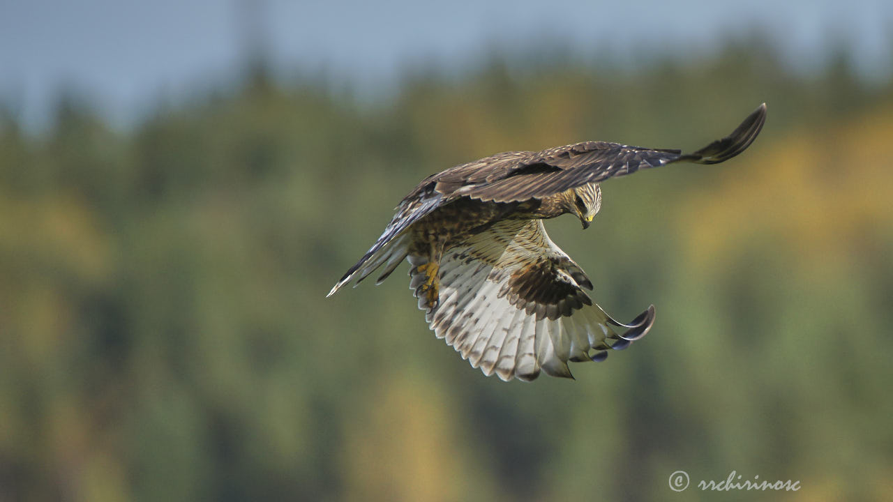 Rough-legged buzzard