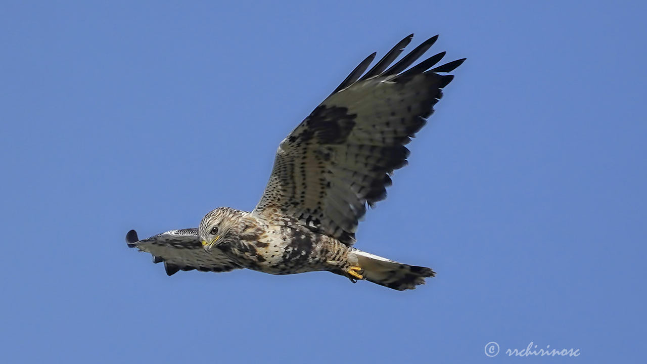 Rough-legged buzzard