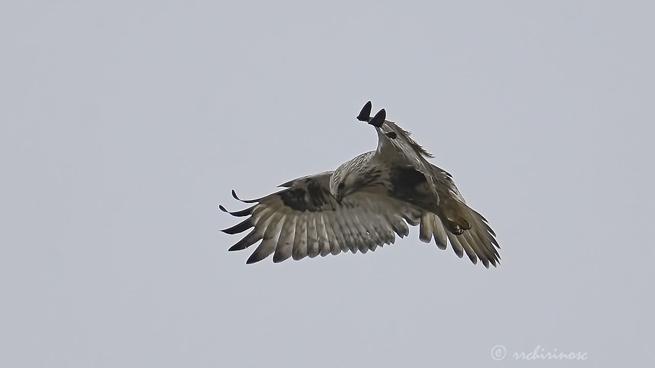 Rough-legged buzzard