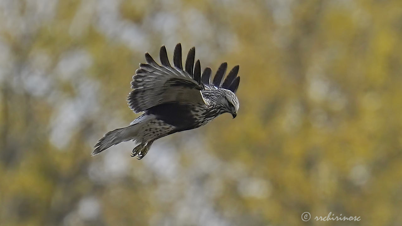 Rough-legged buzzard