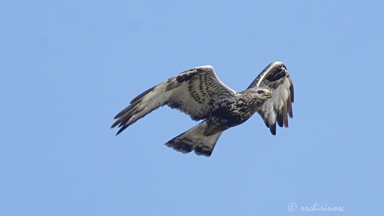 Rough-legged buzzard