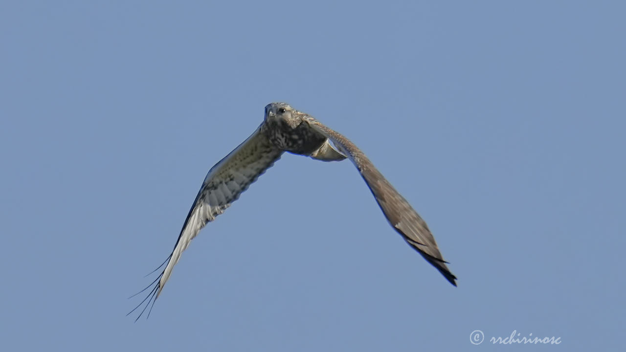 Rough-legged buzzard