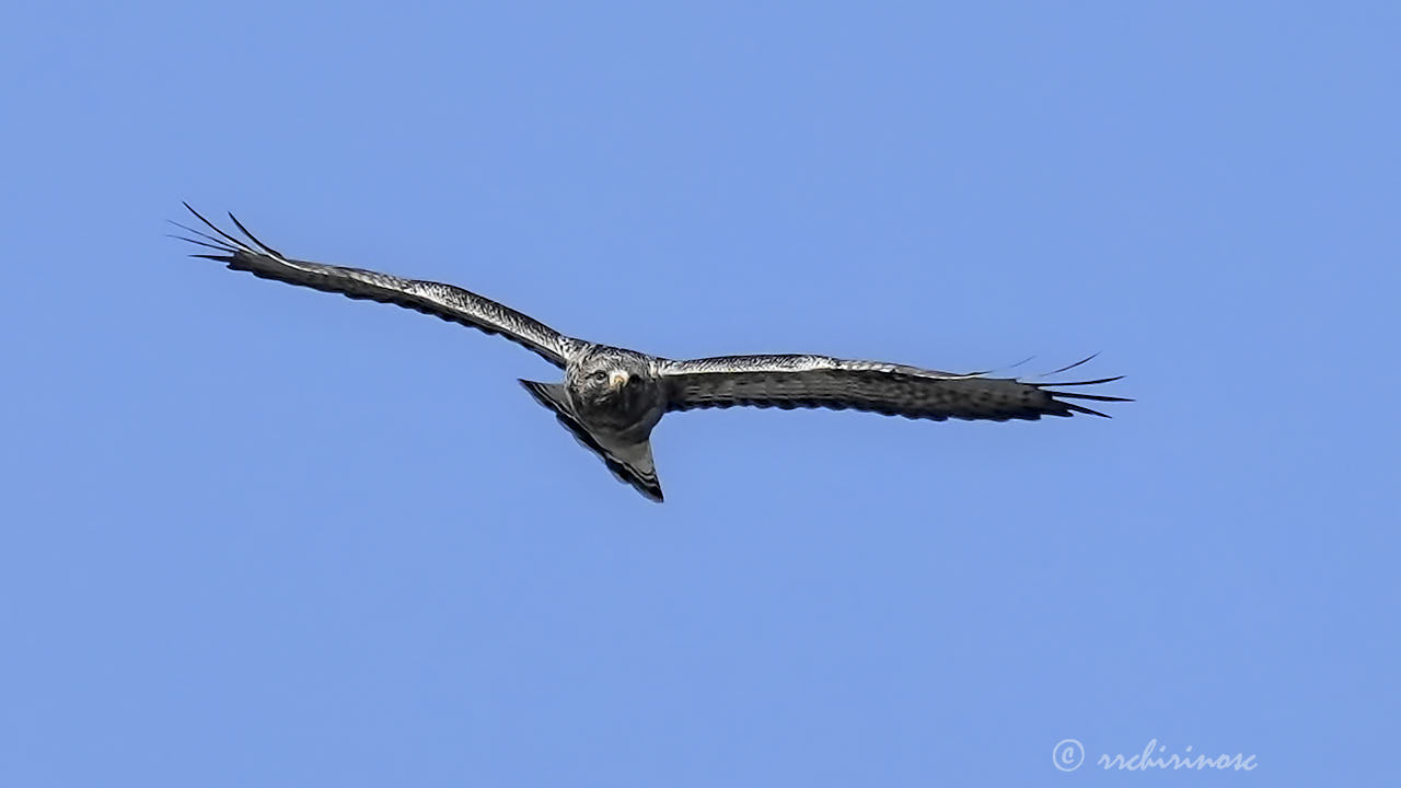 Rough-legged buzzard