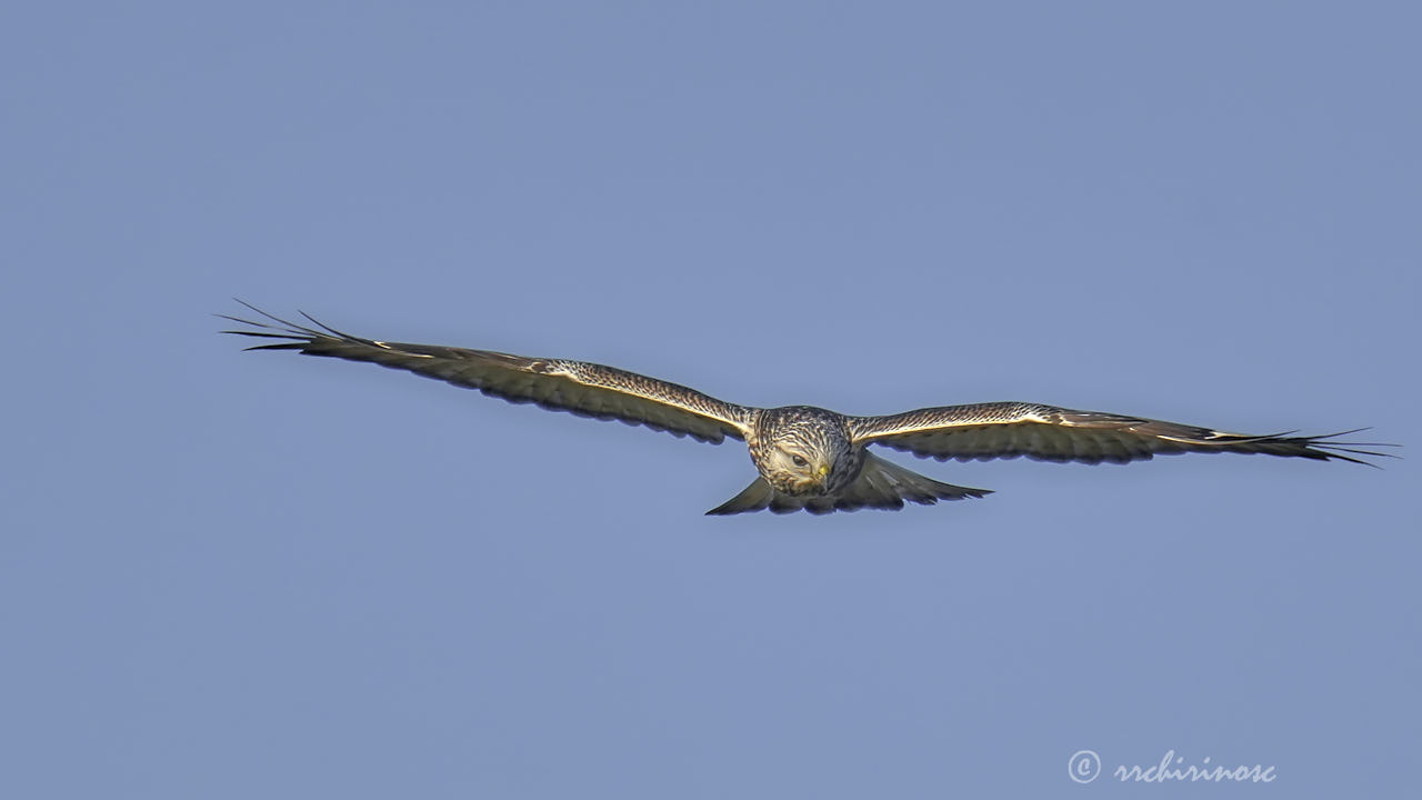 Rough-legged buzzard