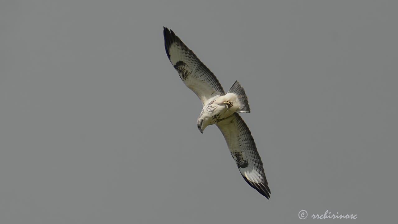 Rough-legged buzzard