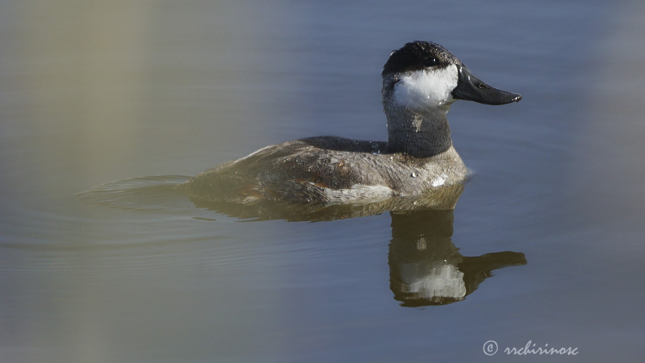 Ruddy duck