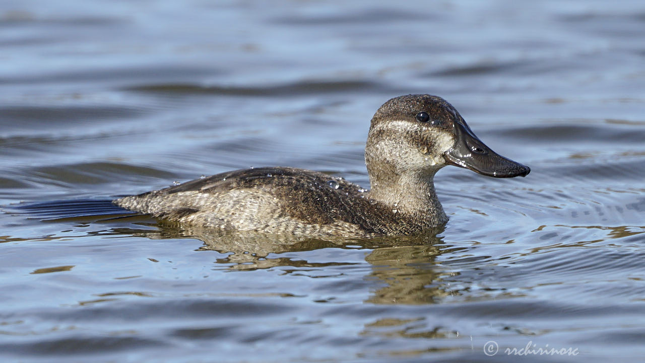 Ruddy duck