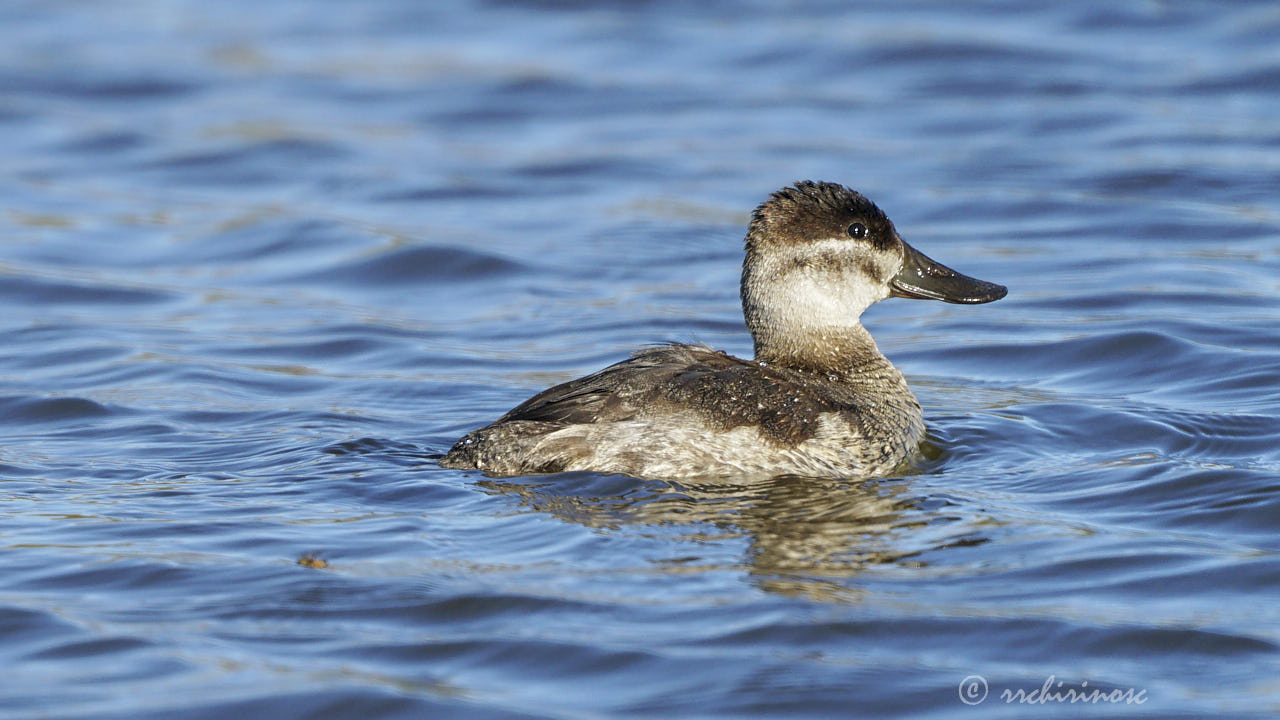 Ruddy duck