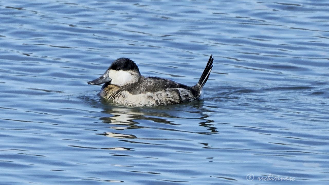 Ruddy duck