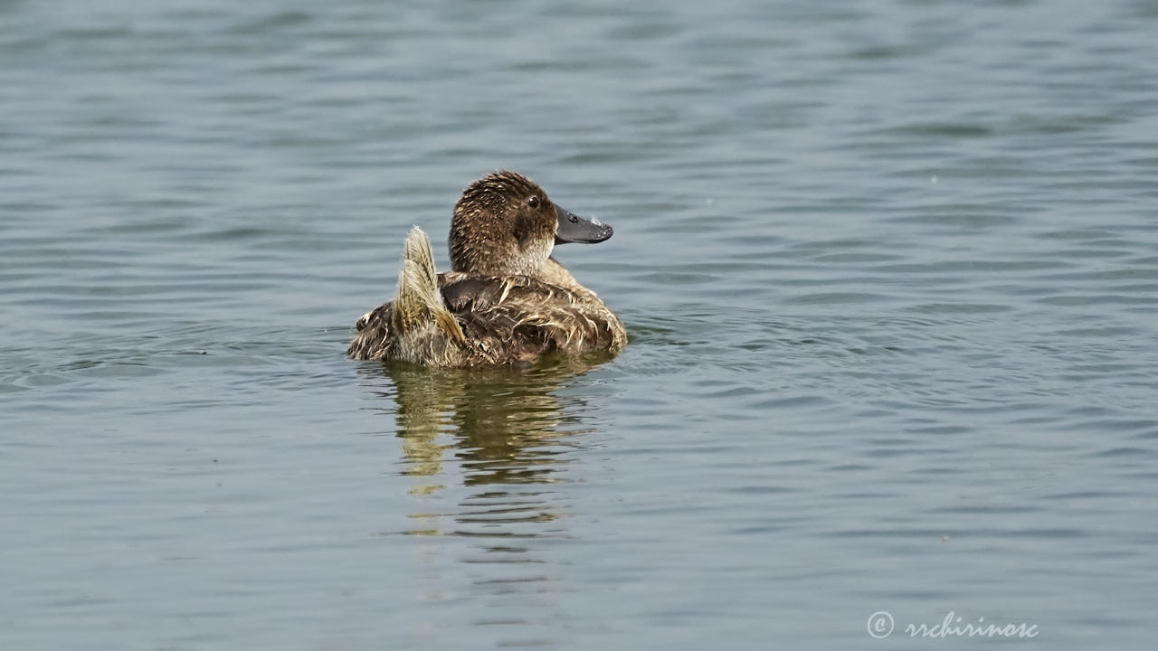 Ruddy duck