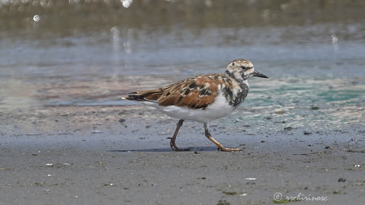 Ruddy turnstone