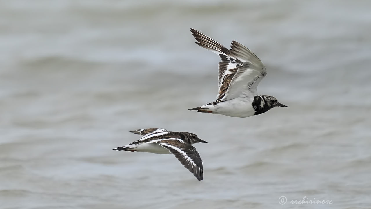 Ruddy turnstone