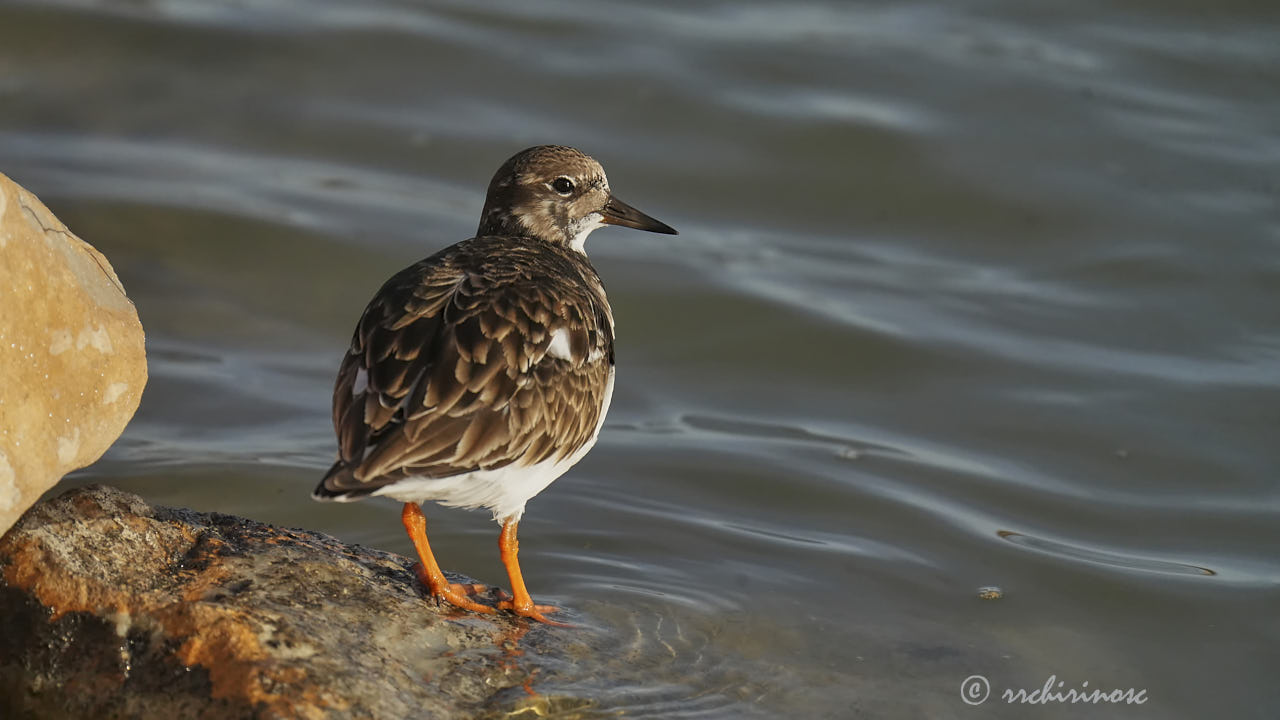 Ruddy turnstone