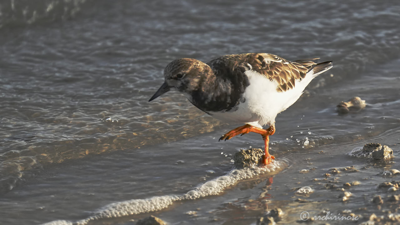 Ruddy turnstone