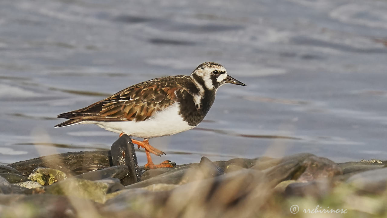 Ruddy turnstone