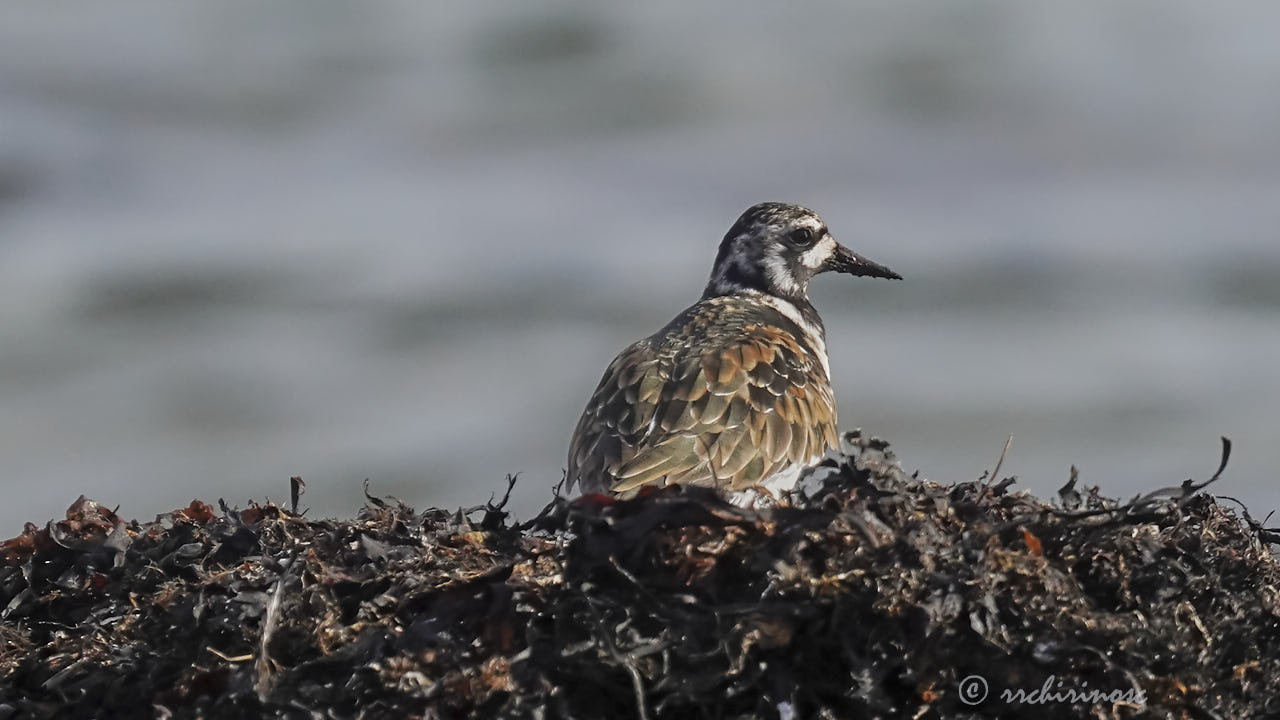 Ruddy turnstone