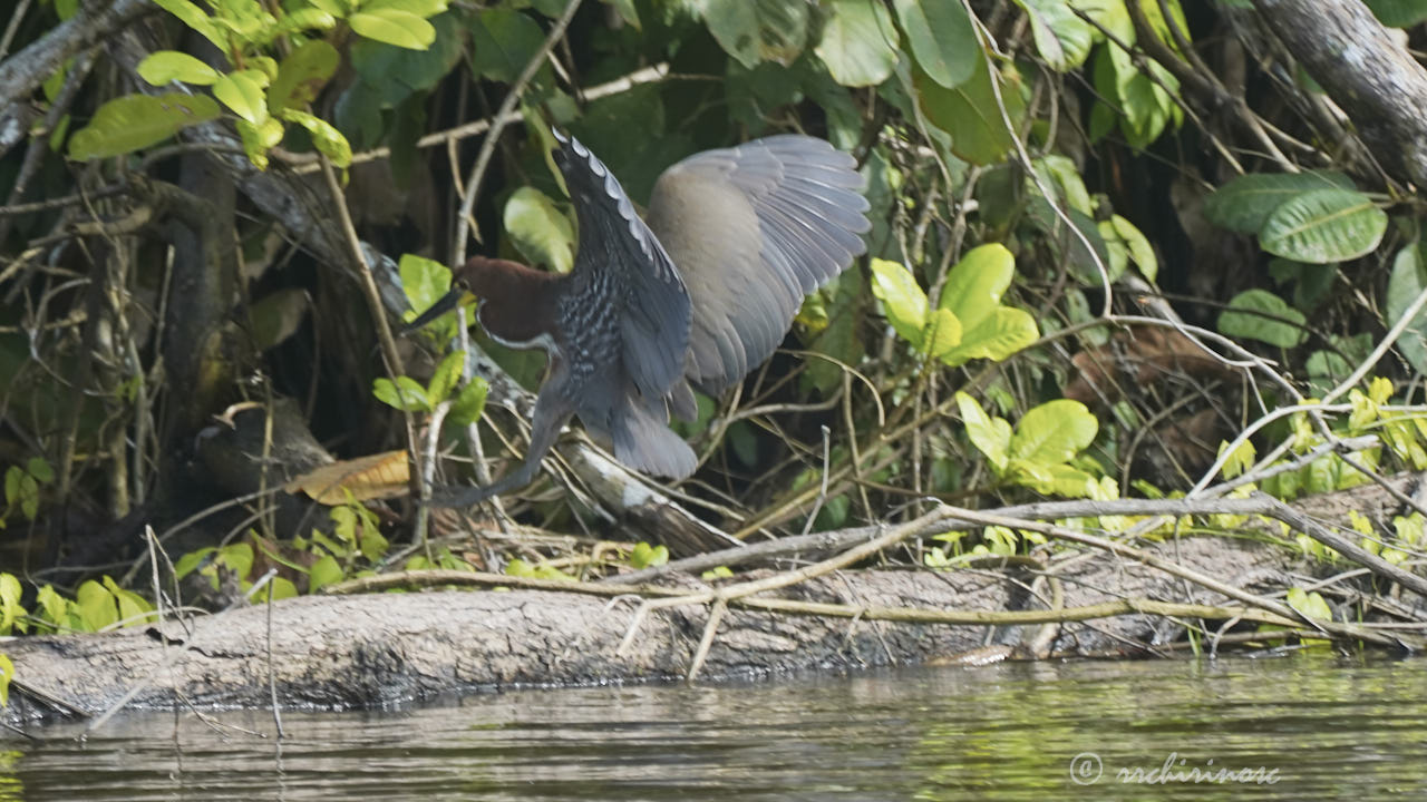 Rufescent tiger-heron