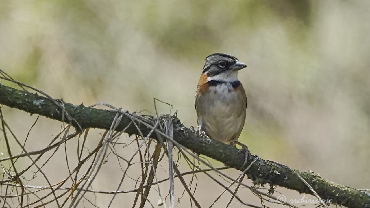 Rufous-collared sparrow