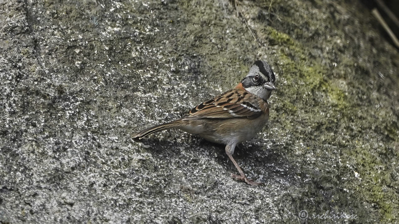 Rufous-collared sparrow