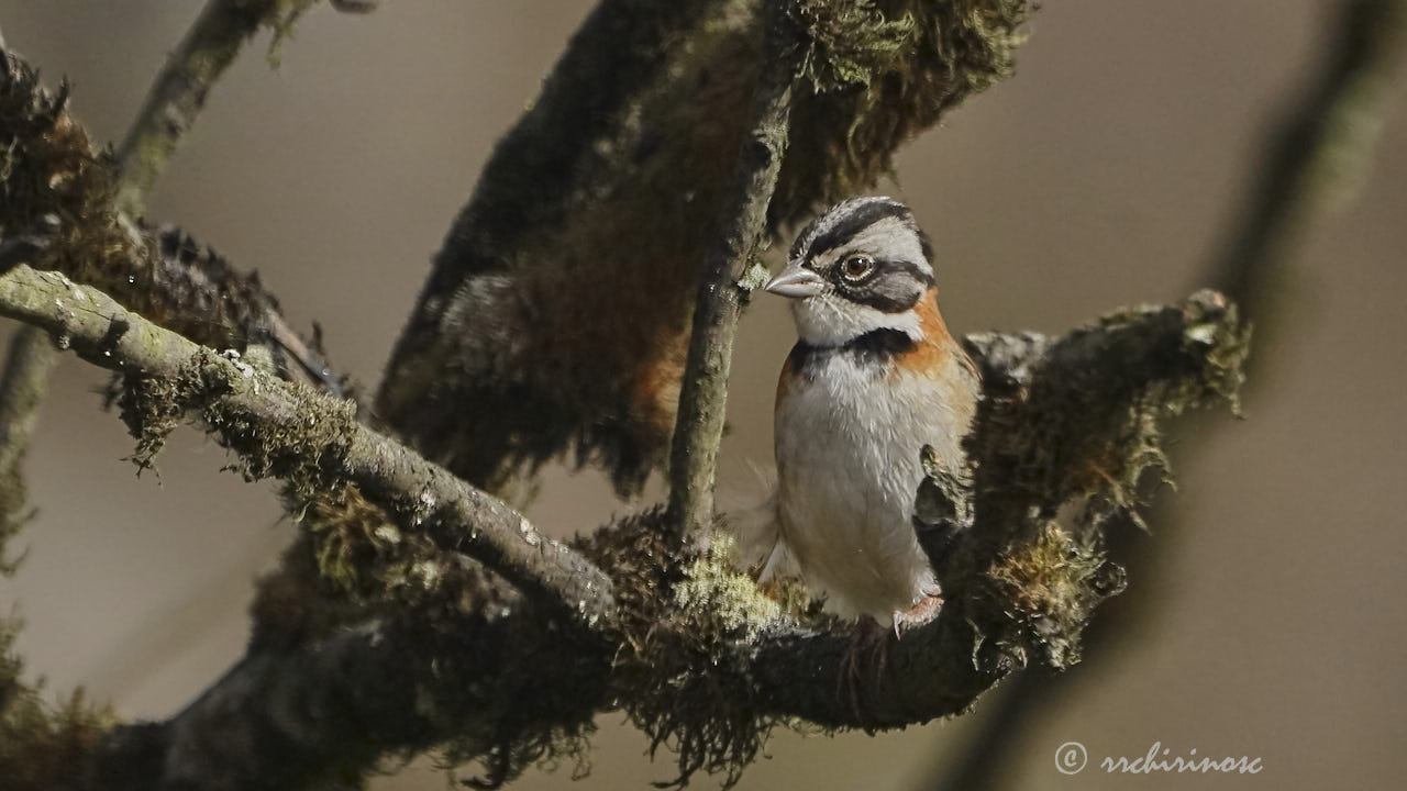 Rufous-collared sparrow