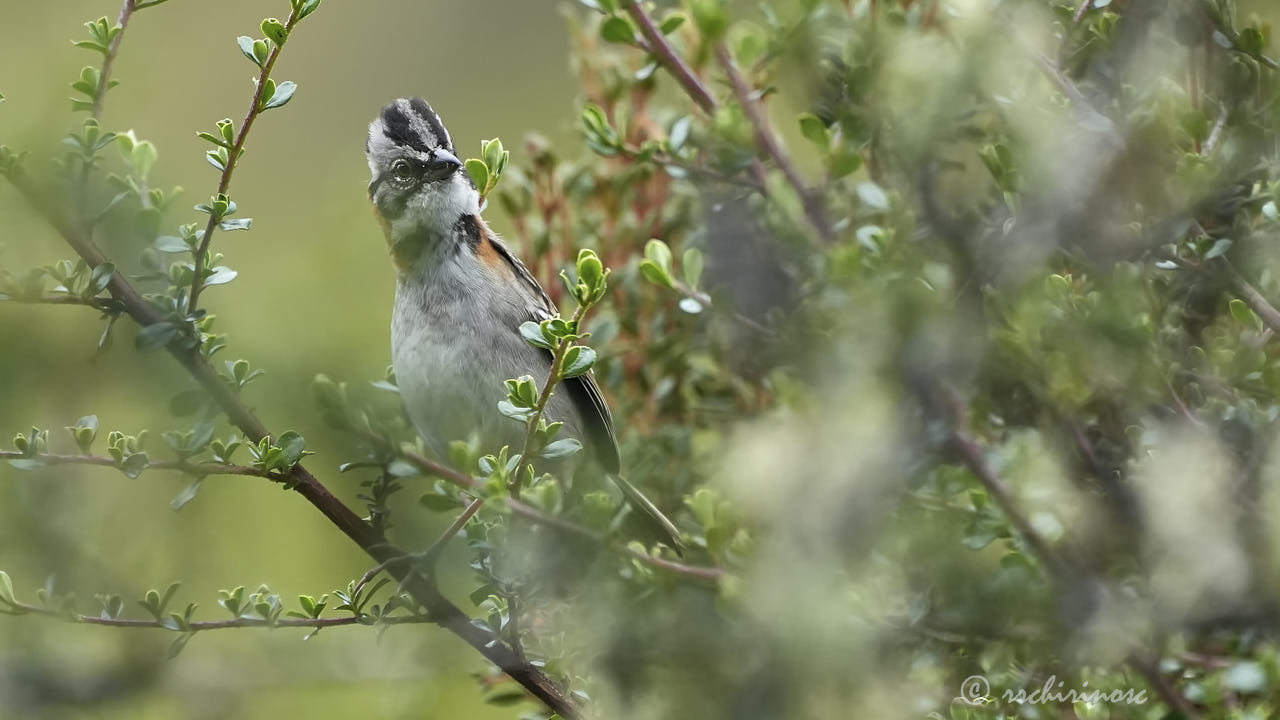 Rufous-collared sparrow