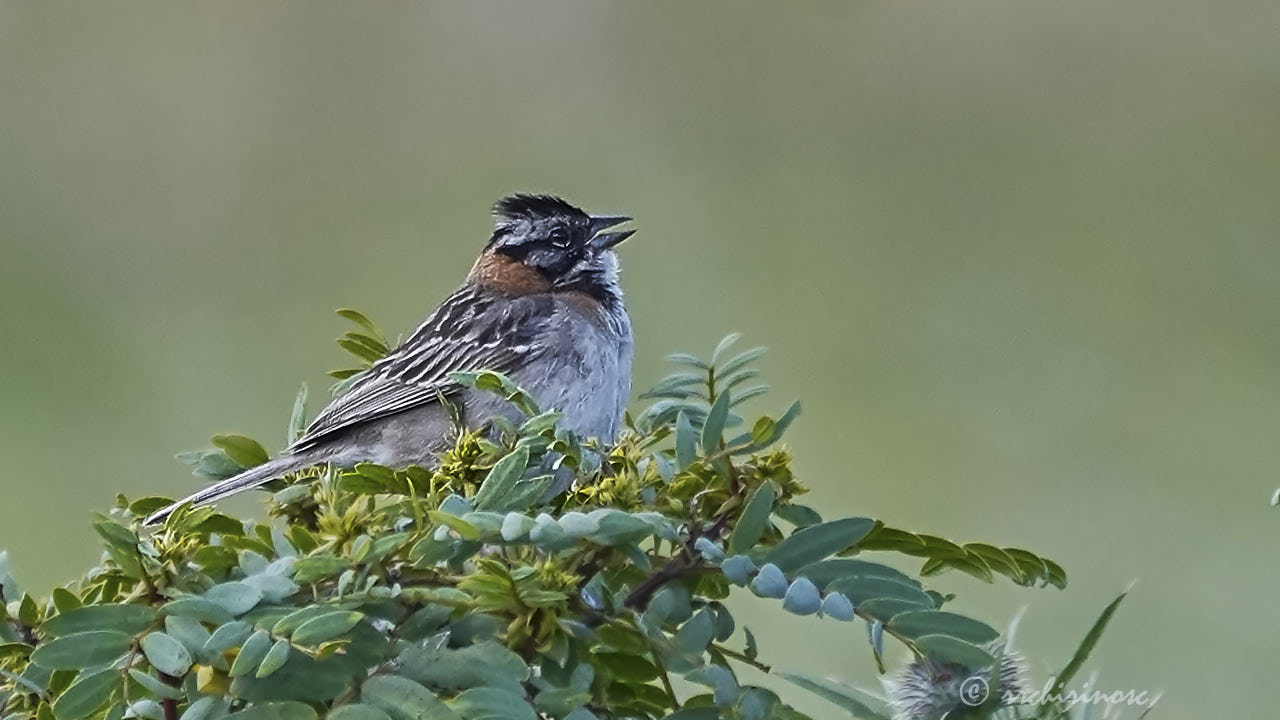 Rufous-collared sparrow