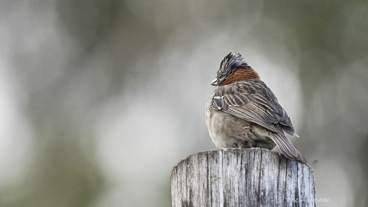 Rufous-collared sparrow