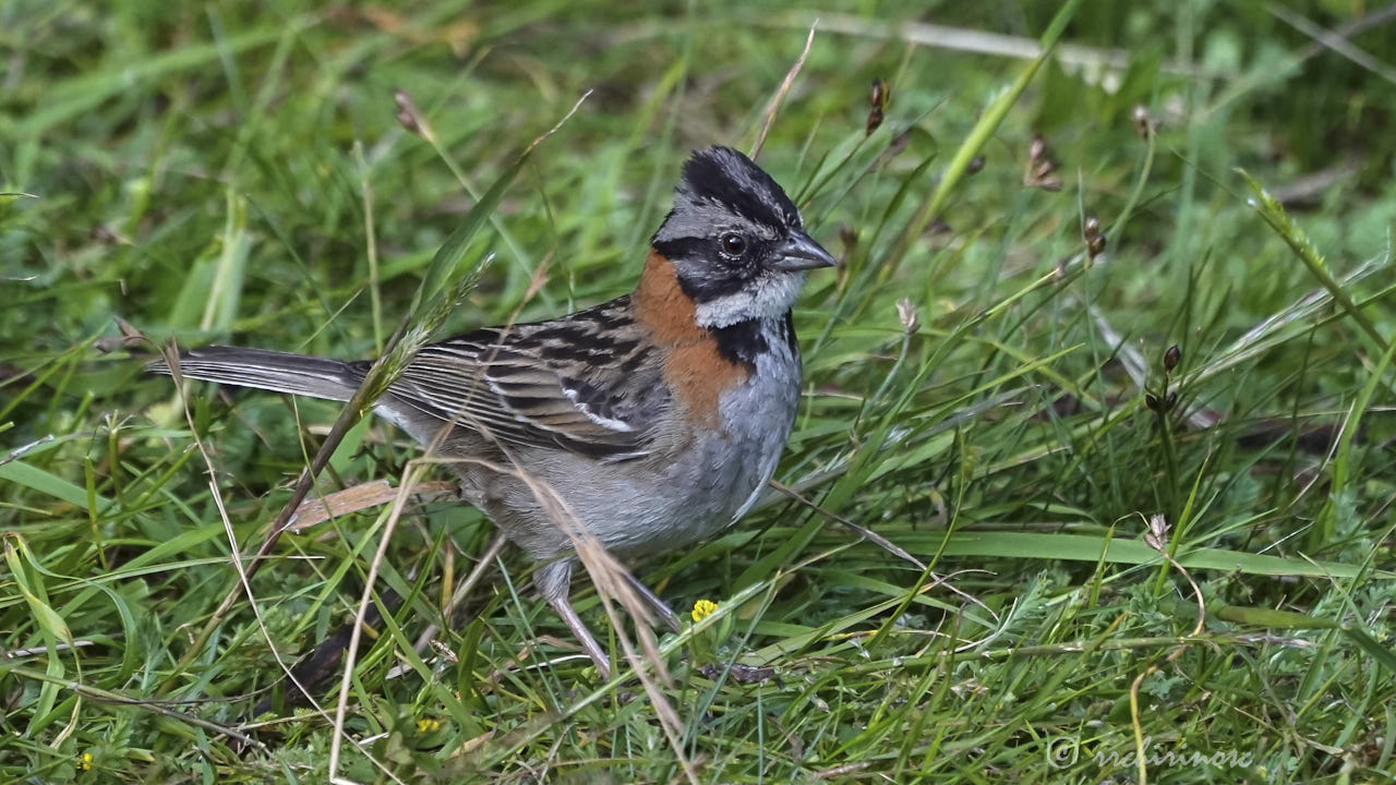 Rufous-collared sparrow