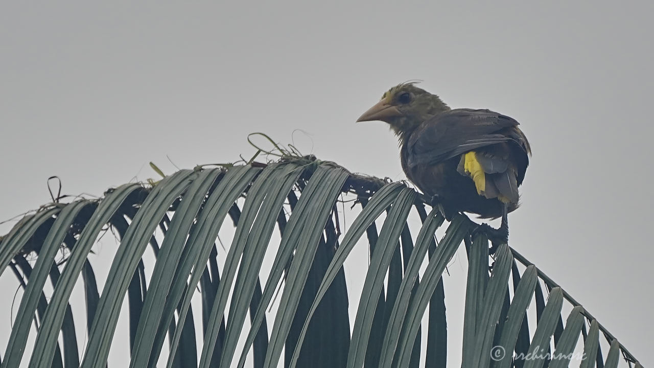 Russet-backed oropendola