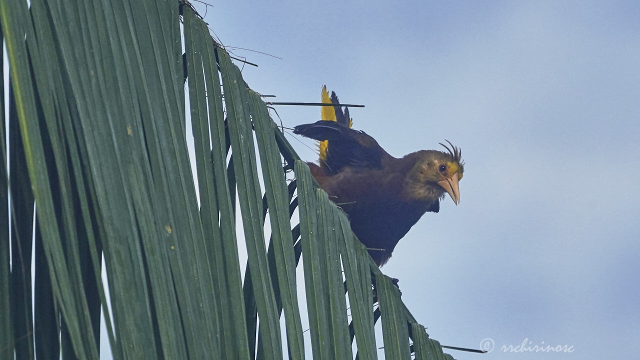 Russet-backed oropendola