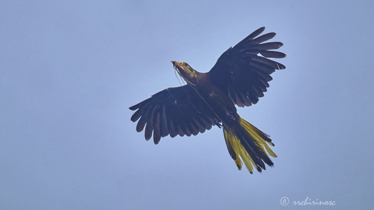 Russet-backed oropendola