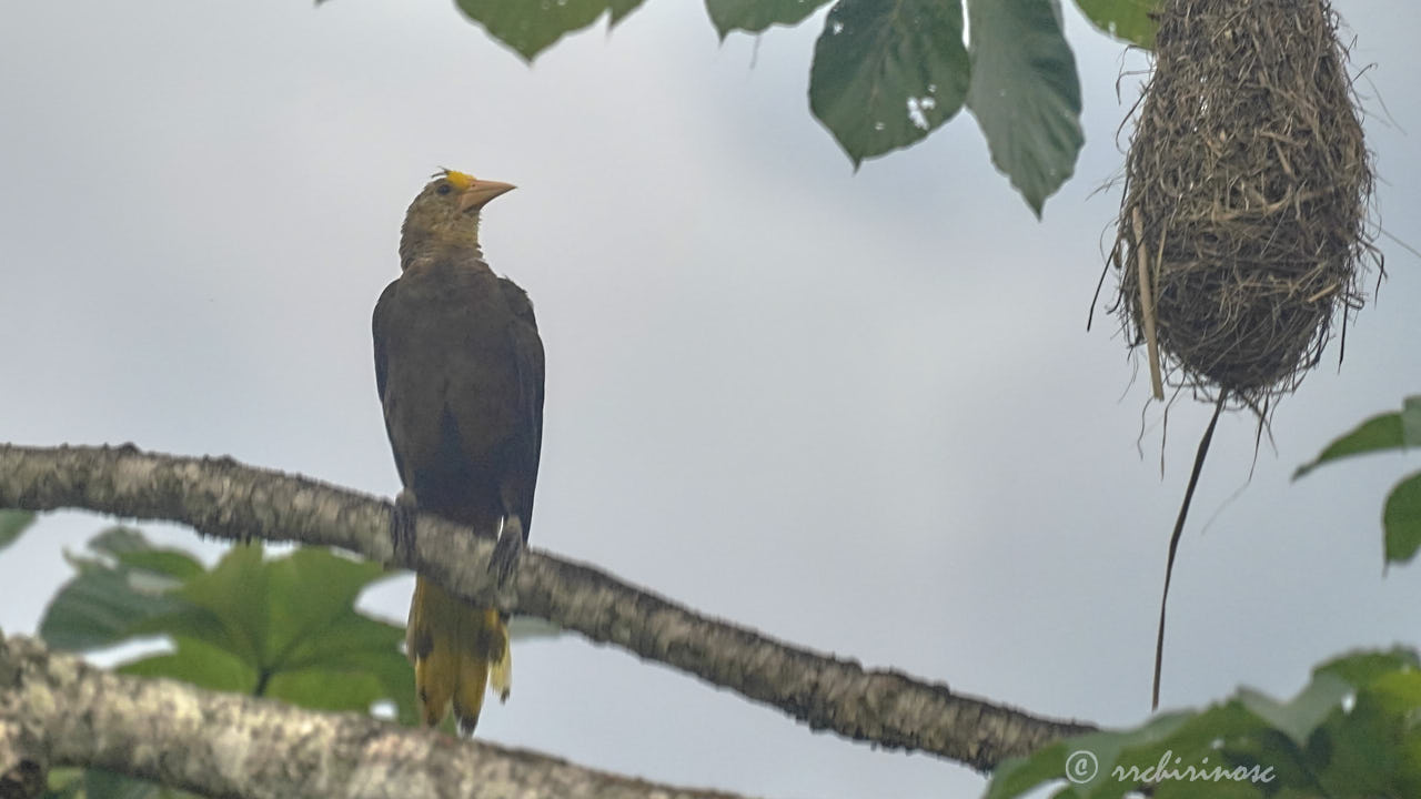 Russet-backed oropendola