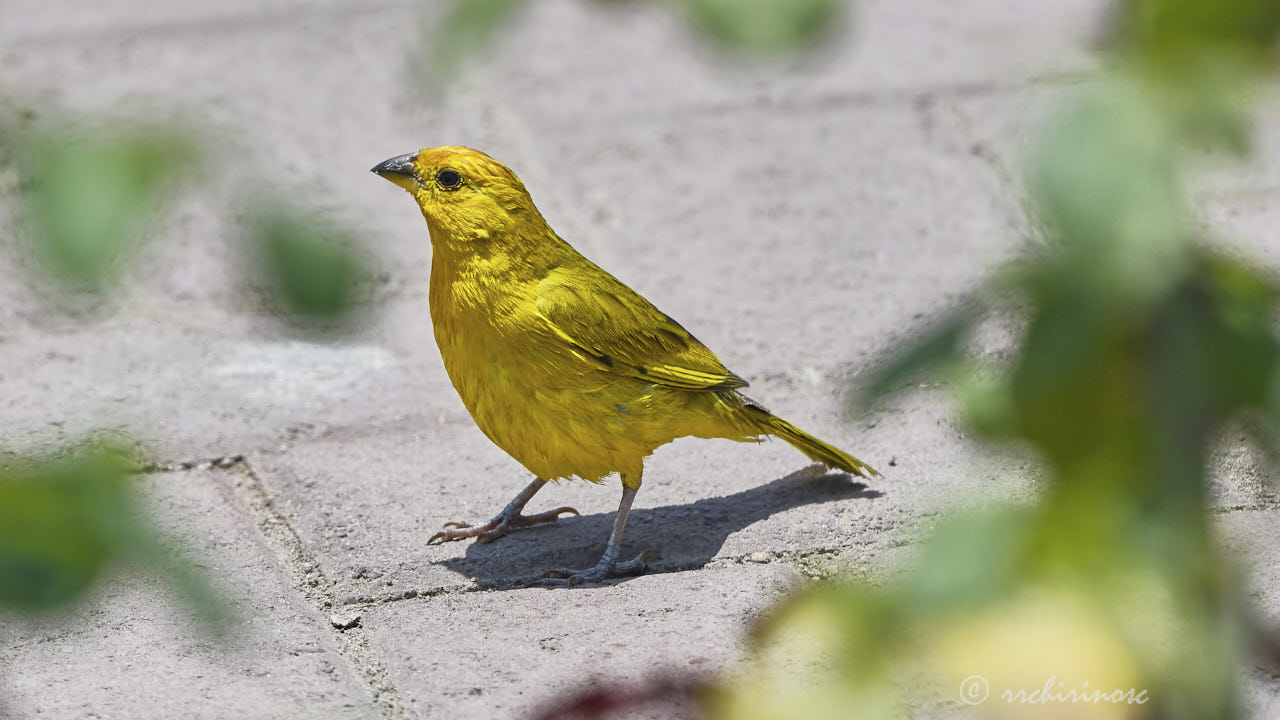 Saffron finch