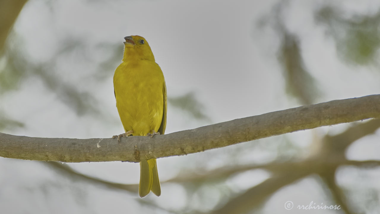 Saffron finch