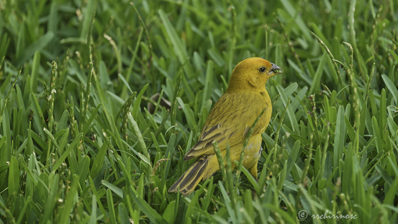 Saffron finch