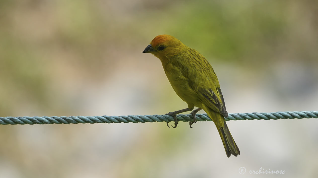 Saffron finch