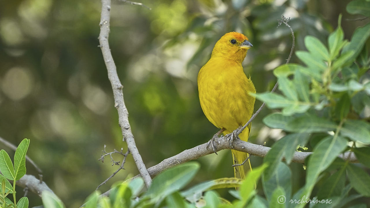 Saffron finch