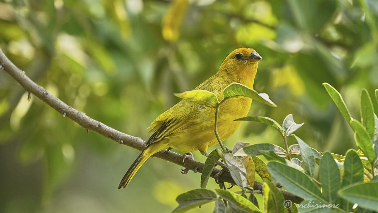 Saffron finch